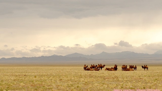 Mangolia Desert Stock Valuation